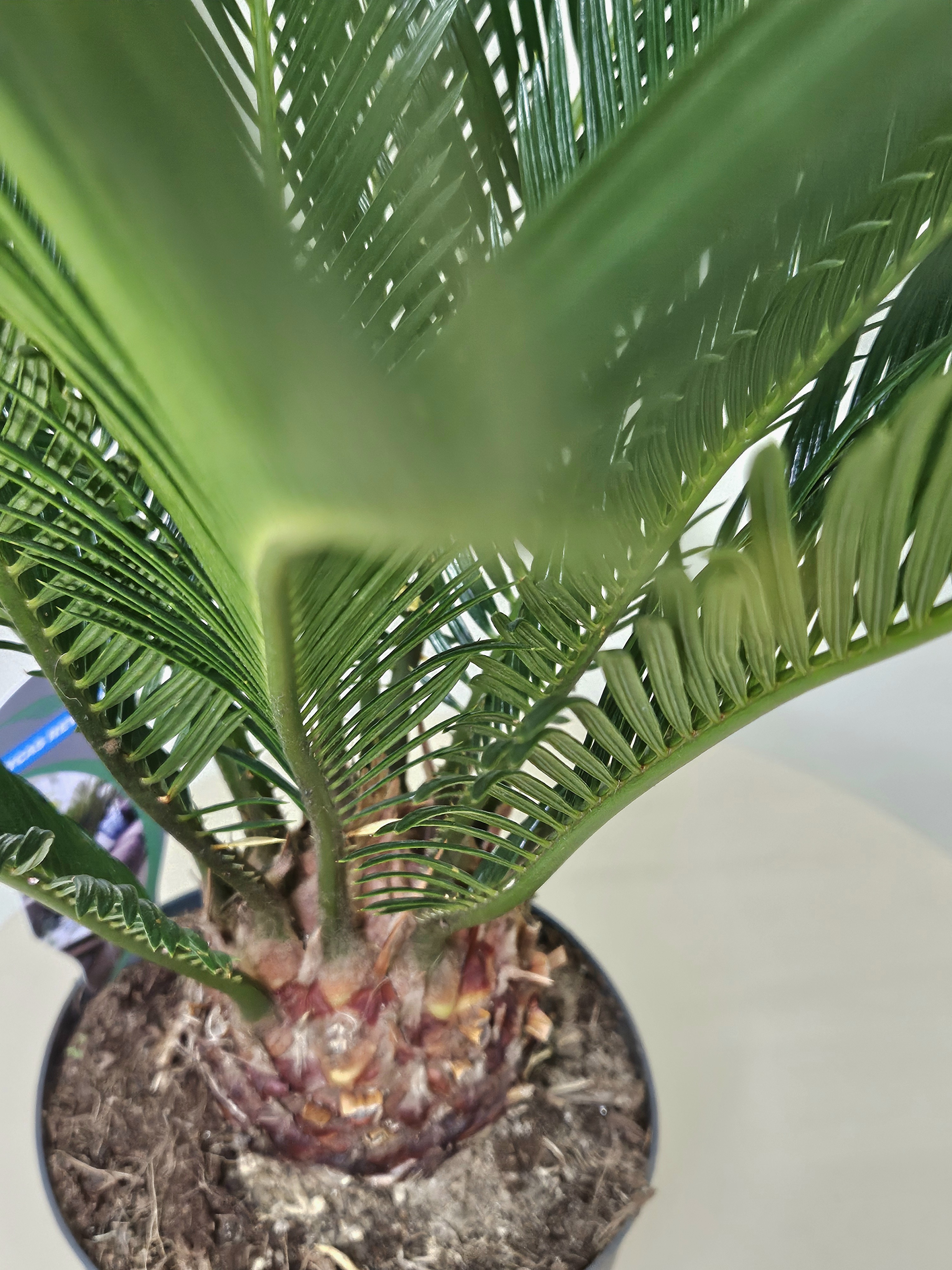 Цикас революта / Саговник поникающий, диаметр горшка 17 см, высота 60 см