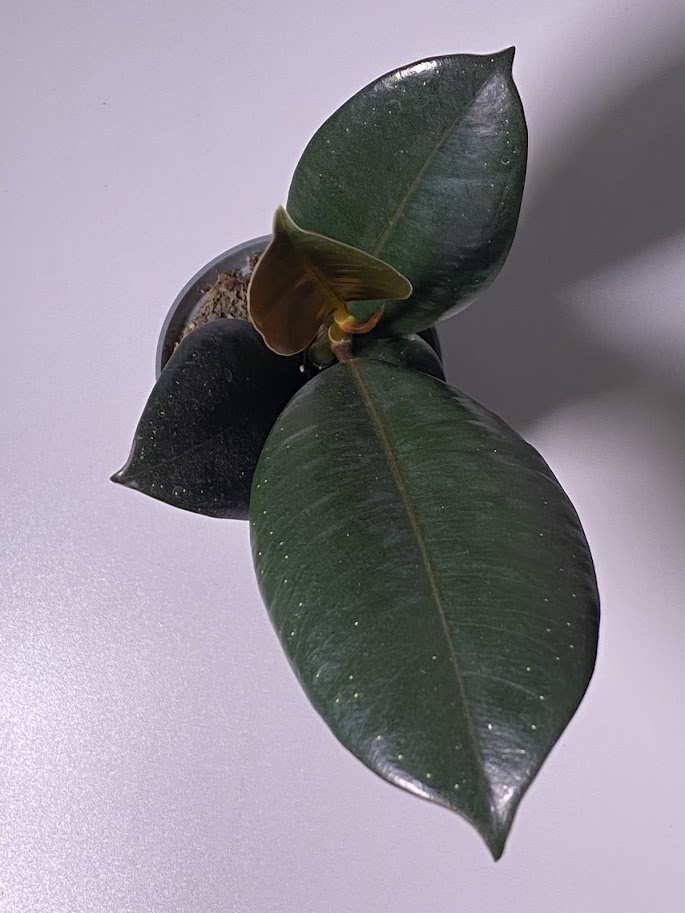 Фикус эластика / каучуконосный «Робуста», маленький, диаметр горшка 6 см, высота 15 см