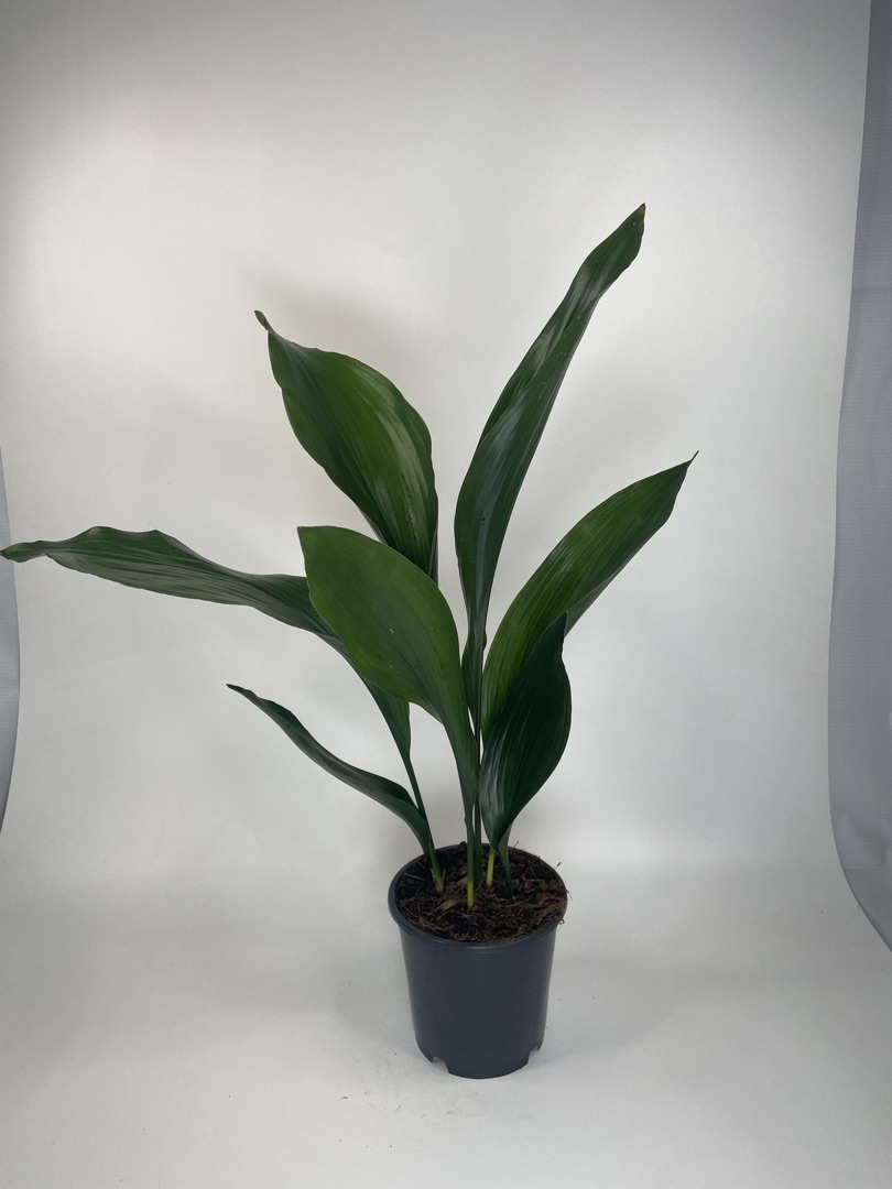 Аспидистра элатиор / высокая, диаметр горшка 15 см, высота 60 см
