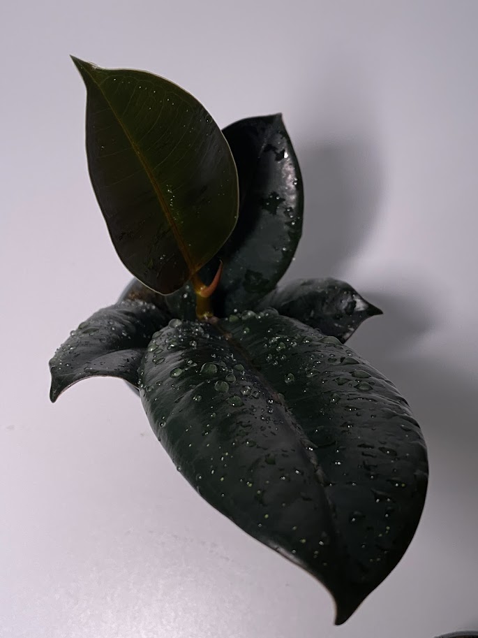 Фикус эластика / каучуконосный «Робуста», маленький, диаметр горшка 6 см, высота 15 см