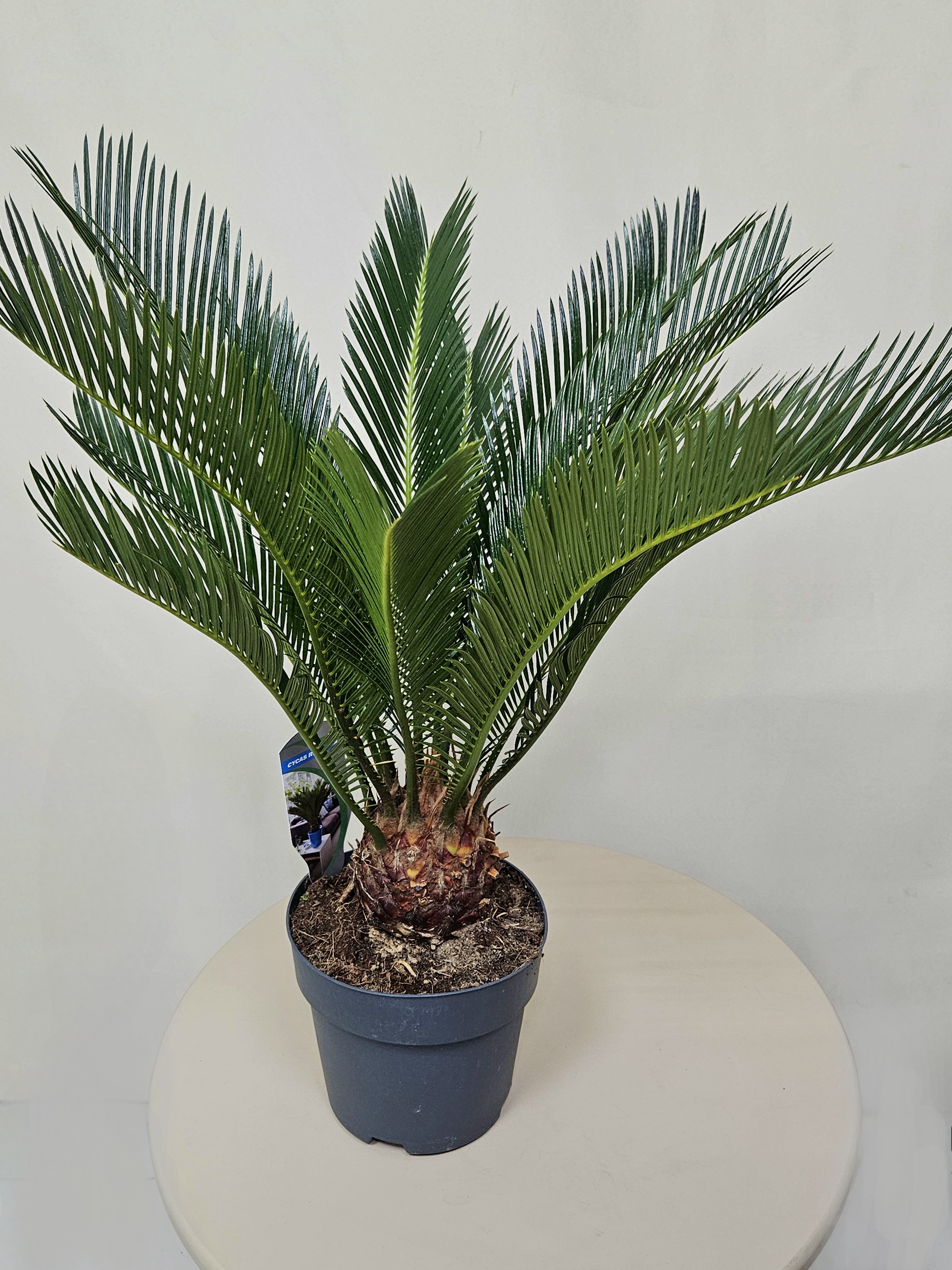 Цикас революта / Саговник поникающий, диаметр горшка 17 см, высота 60 см