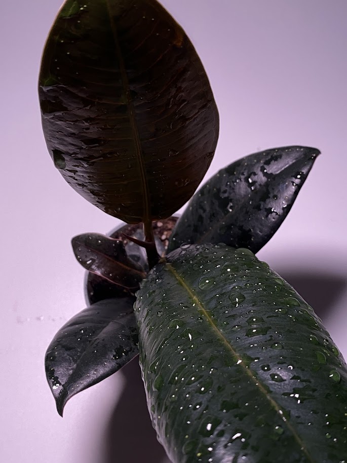 Фикус эластика / каучуконосный «Робуста», маленький, диаметр горшка 6 см, высота 15 см