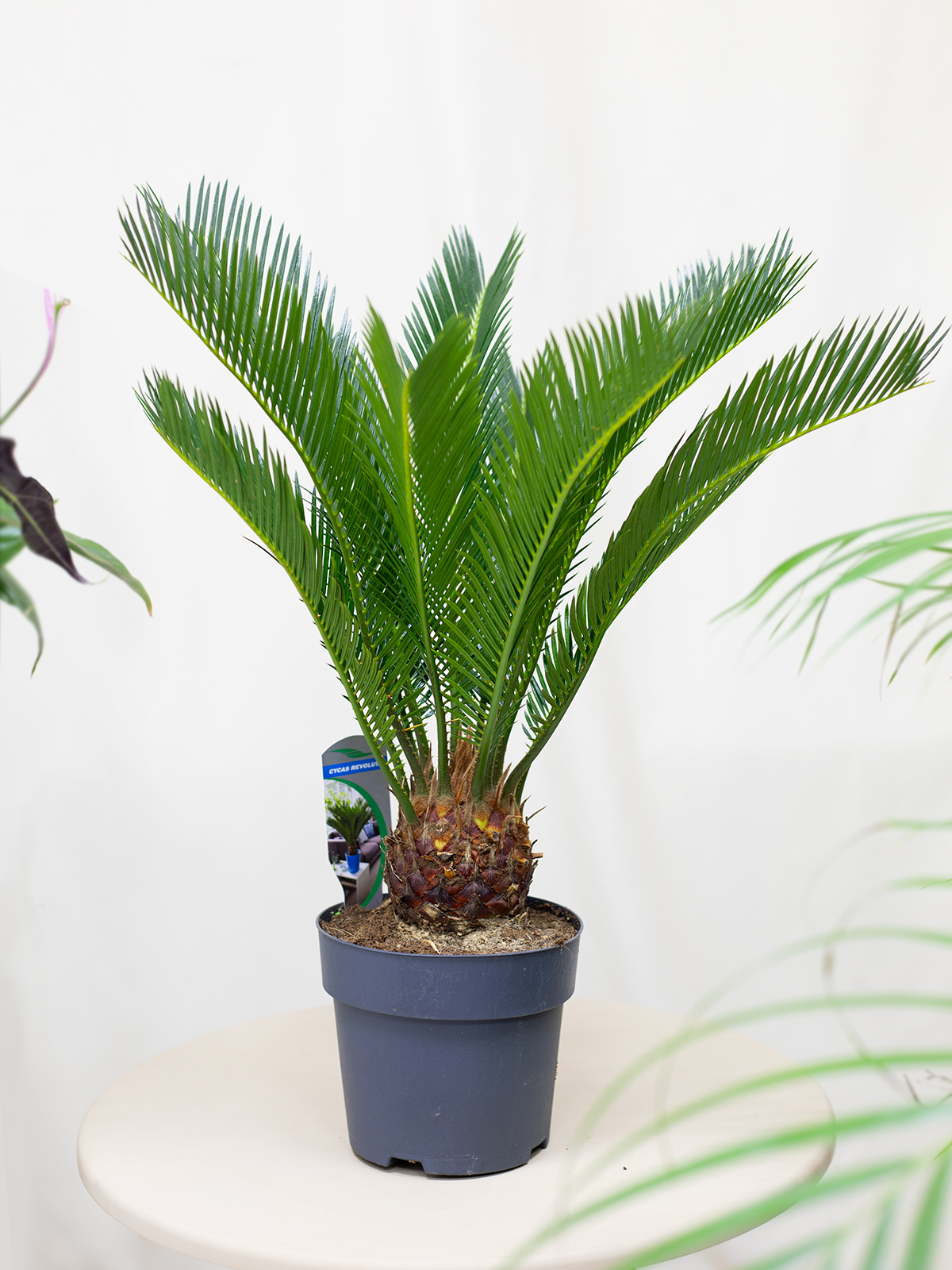 Цикас революта / Саговник поникающий, диаметр горшка 17 см, высота 60 см