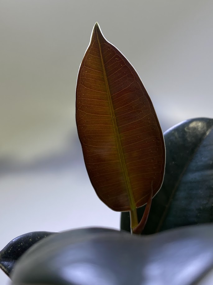 Фикус эластика / каучуконосный «Робуста», маленький, диаметр горшка 6 см, высота 15 см