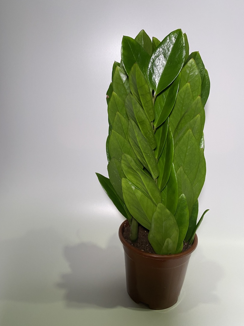 Замиокулькас «Башня», диаметр горшка 12 см, высота 35 см