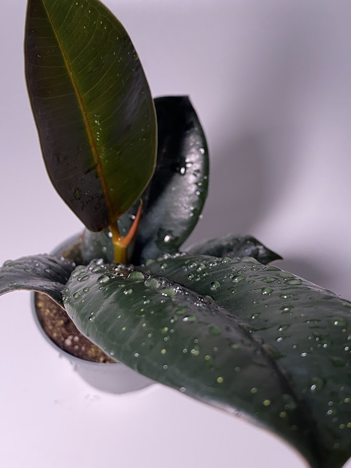 Фикус эластика / каучуконосный «Робуста», маленький, диаметр горшка 6 см, высота 15 см