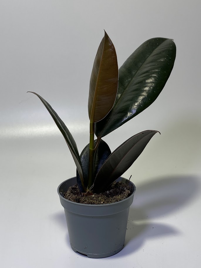 Фикус эластика / каучуконосный «Робуста», маленький, диаметр горшка 6 см, высота 15 см