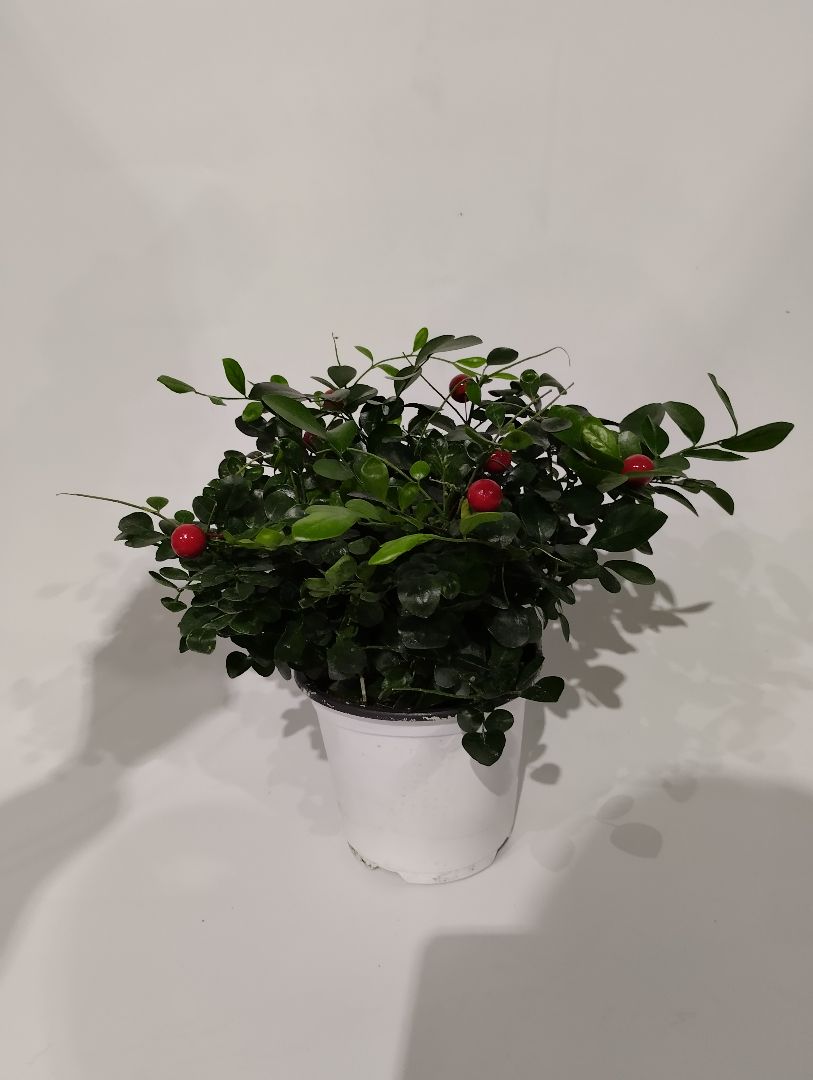 Муррайя с исскуств. Ягодами 14 26