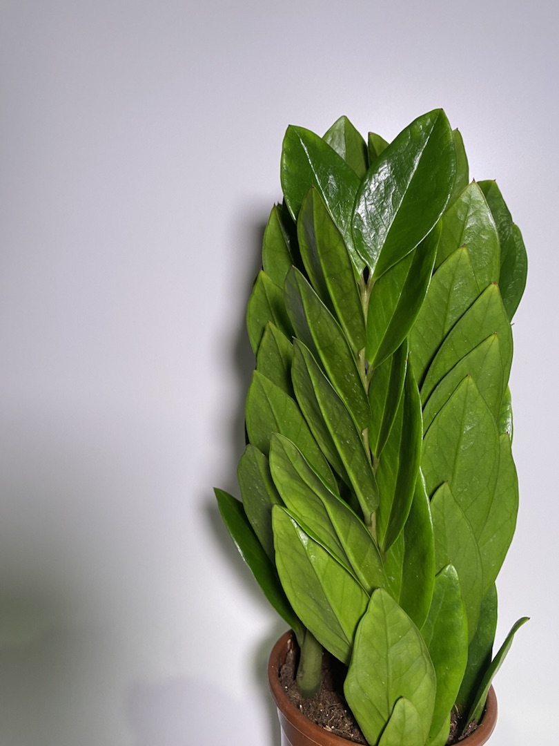 Замиокулькас «Башня», диаметр горшка 12 см, высота 35 см