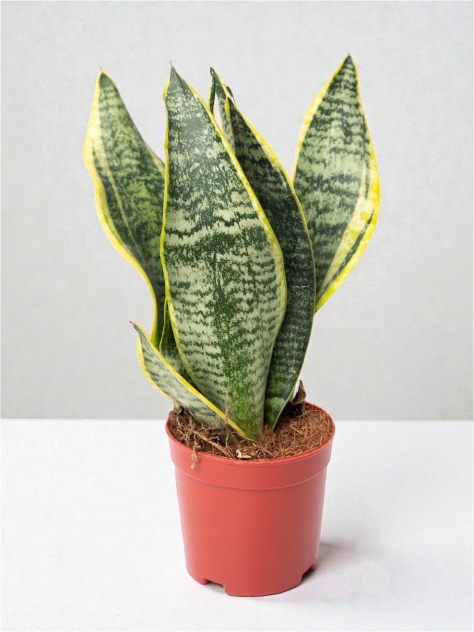 Сансевиерия трифасциата / трёхполосная «Лауренти», диаметр горшка 11 см, высота 30 см