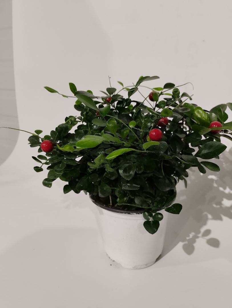 Муррайя с исскуств. Ягодами 14 26