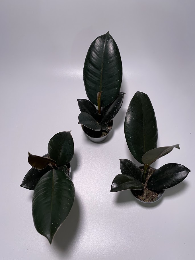 Фикус эластика / каучуконосный «Робуста», маленький, диаметр горшка 6 см, высота 15 см