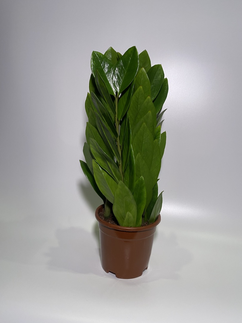 Замиокулькас «Башня», диаметр горшка 12 см, высота 35 см