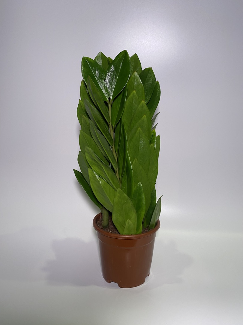 Замиокулькас «Башня», диаметр горшка 12 см, высота 35 см