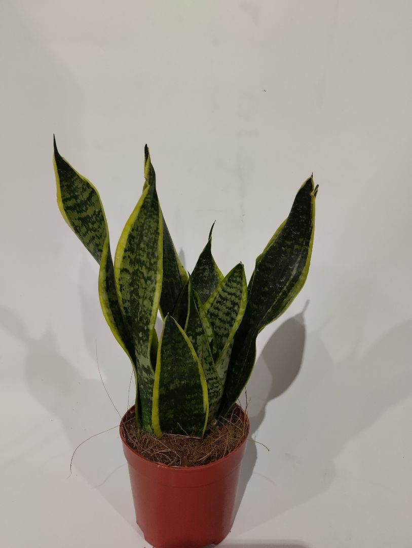 Сансевиерия трифасциата / трёхполосная «Лауренти», диаметр горшка 11 см, высота 30 см