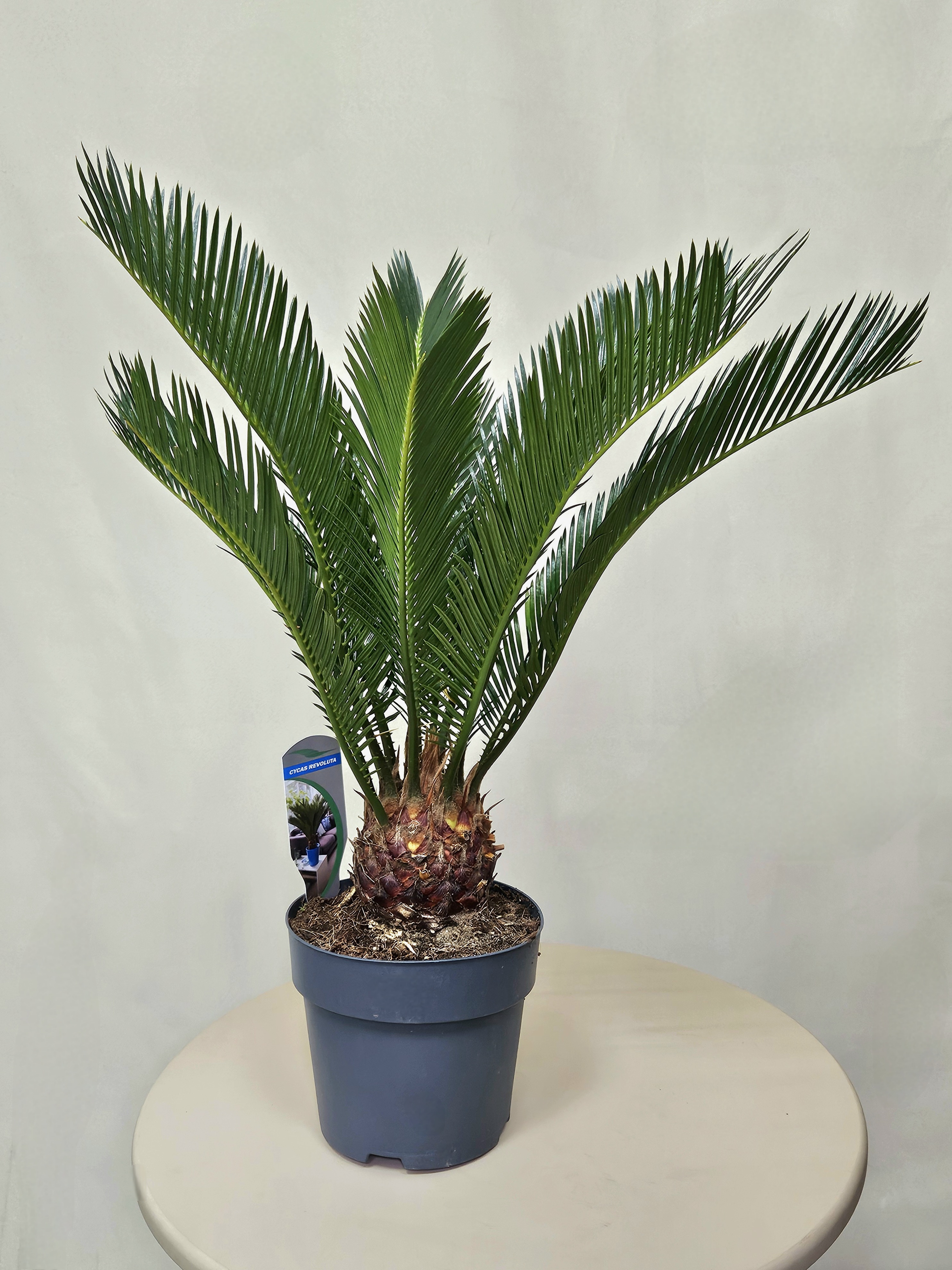 Цикас революта / Саговник поникающий, диаметр горшка 17 см, высота 60 см