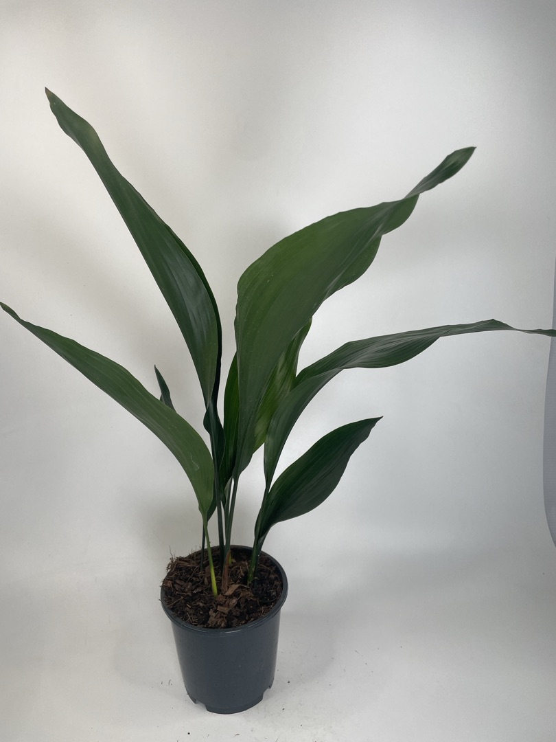 Аспидистра элатиор / высокая, диаметр горшка 15 см, высота 60 см