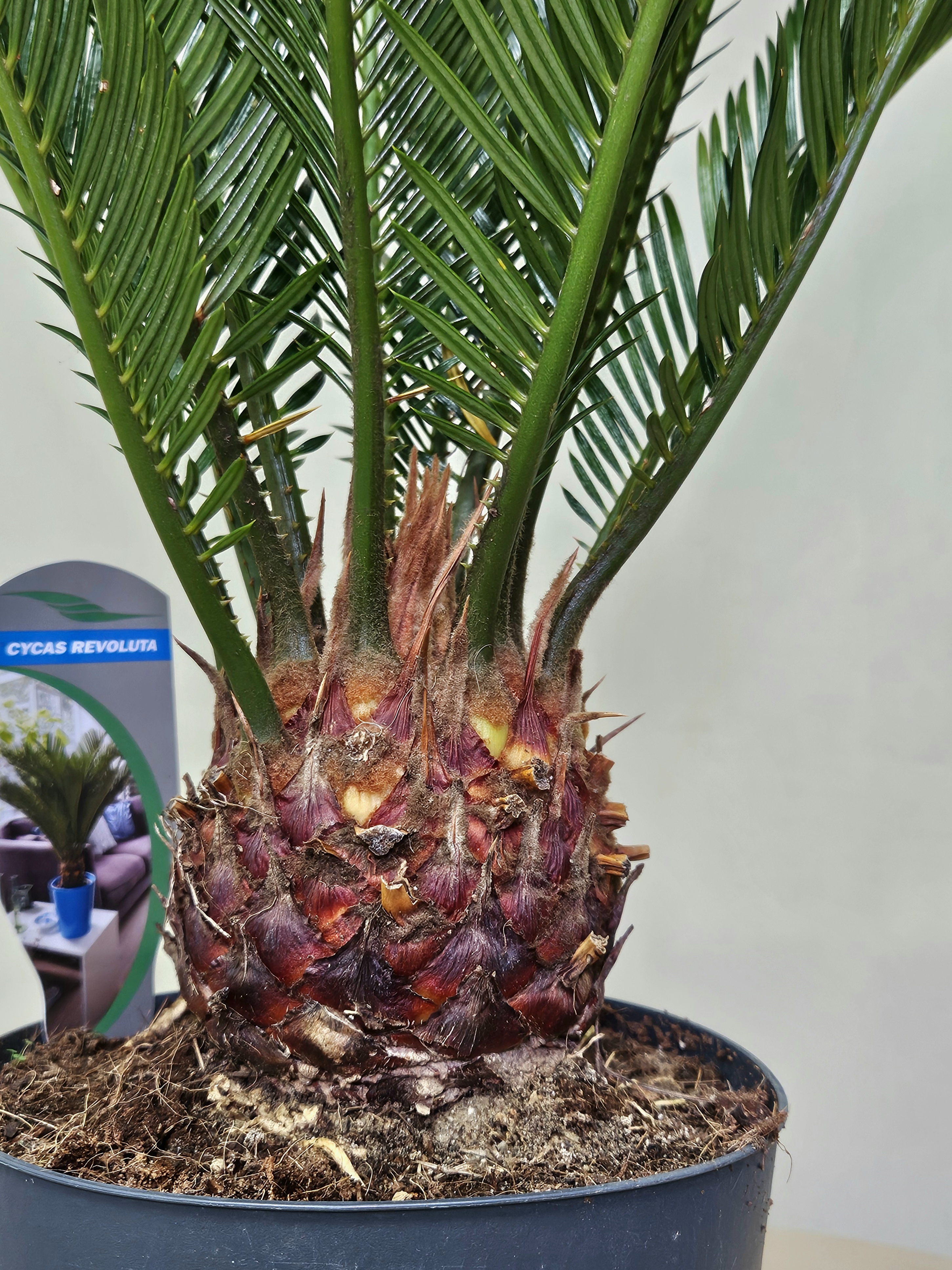 Цикас революта / Саговник поникающий, диаметр горшка 17 см, высота 60 см