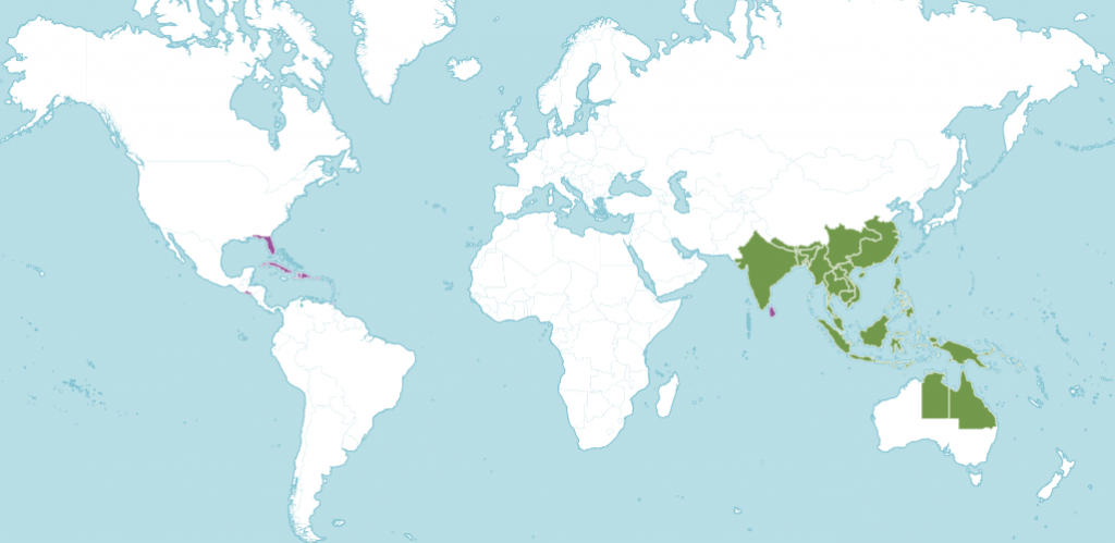 Фикус бенджамина ареал обитания.png
