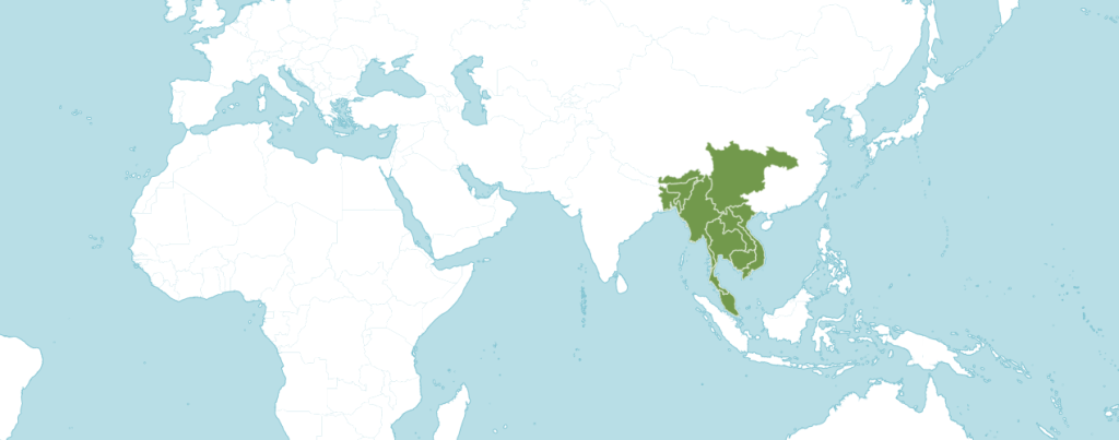 Фикус макклелланда ареал обитания.png