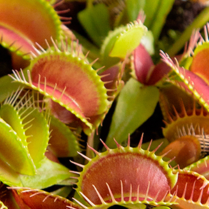 Дионея  мухоловка.jpg