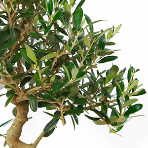 Олива.jpg