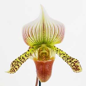 Венерин башмачок.jpg