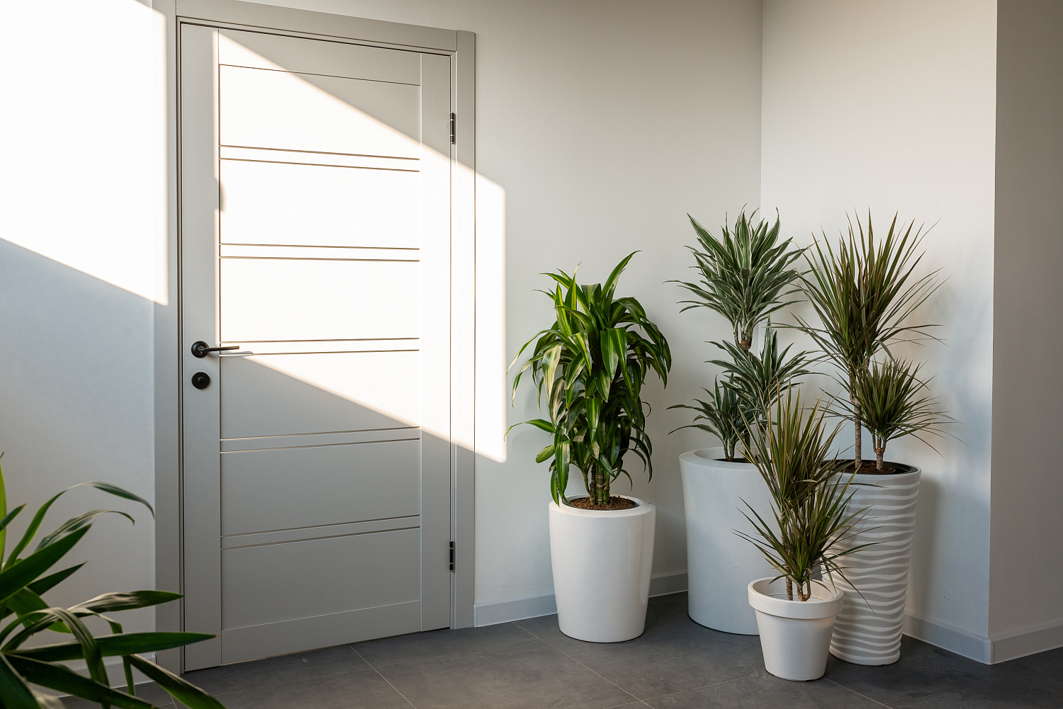 Озеленение офисов и интерьеров