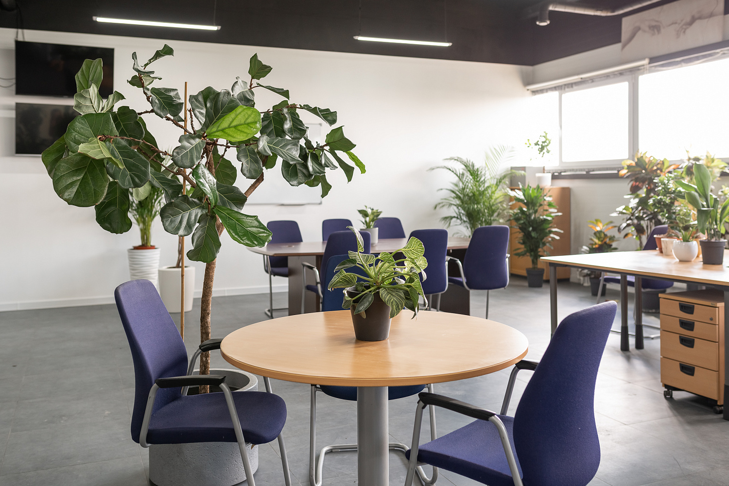 Озеленение офисов и интерьеров