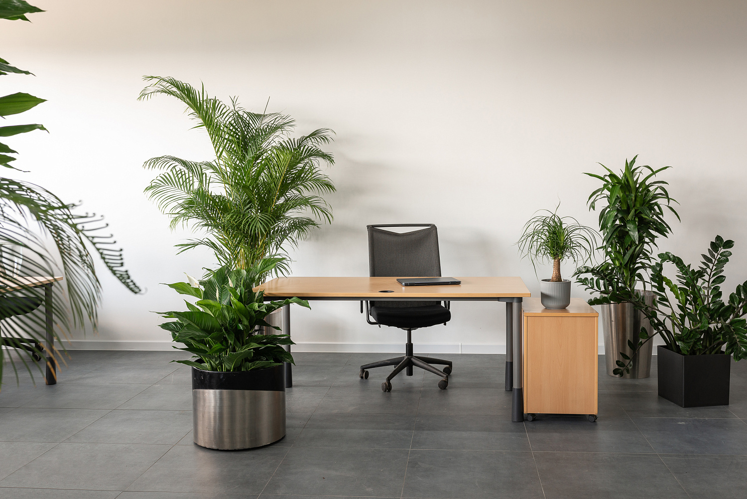 Озеленение офисов и интерьеров