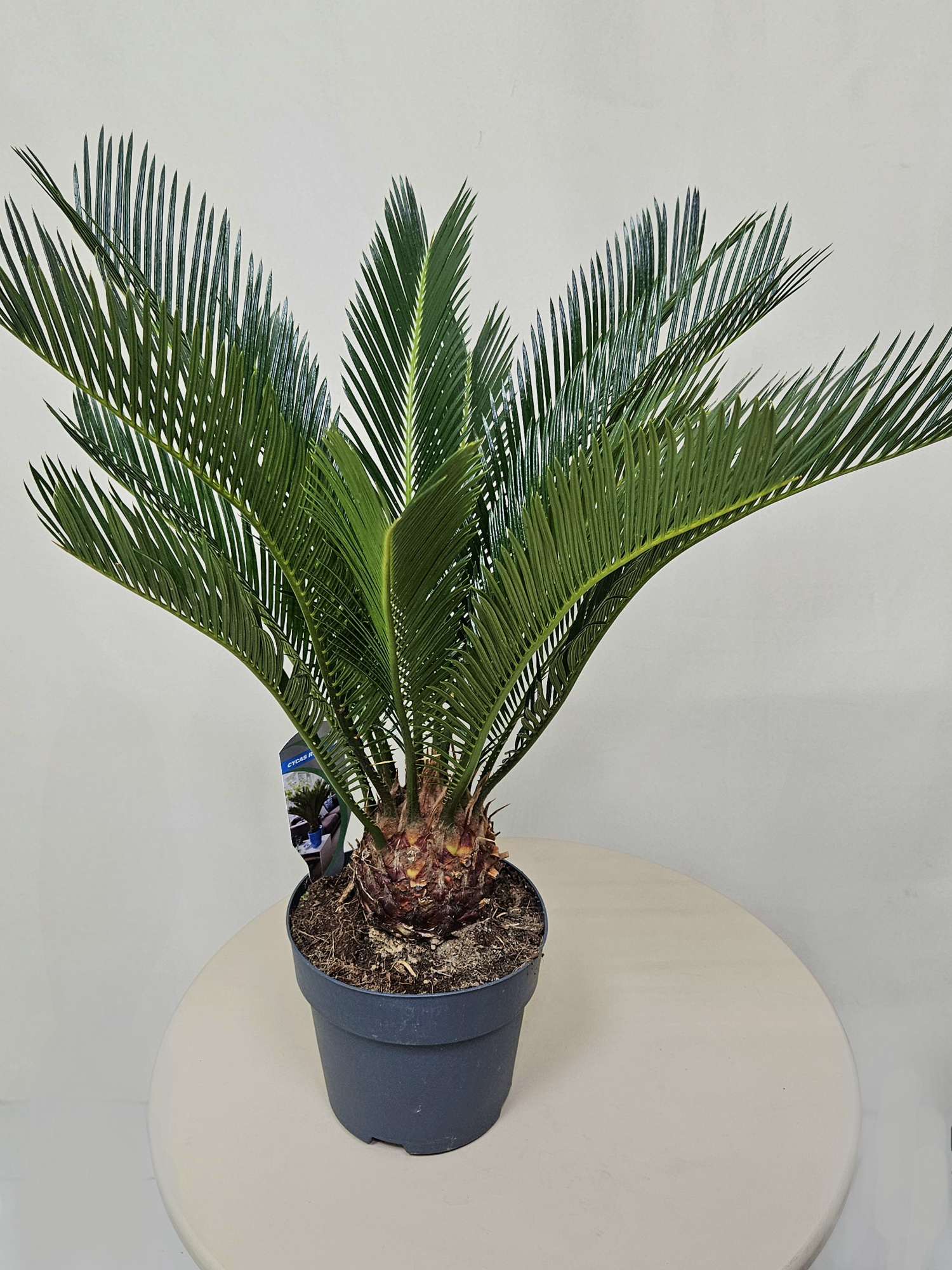 Цикас революта / Саговник поникающий, диаметр горшка 17 см, высота 60 см