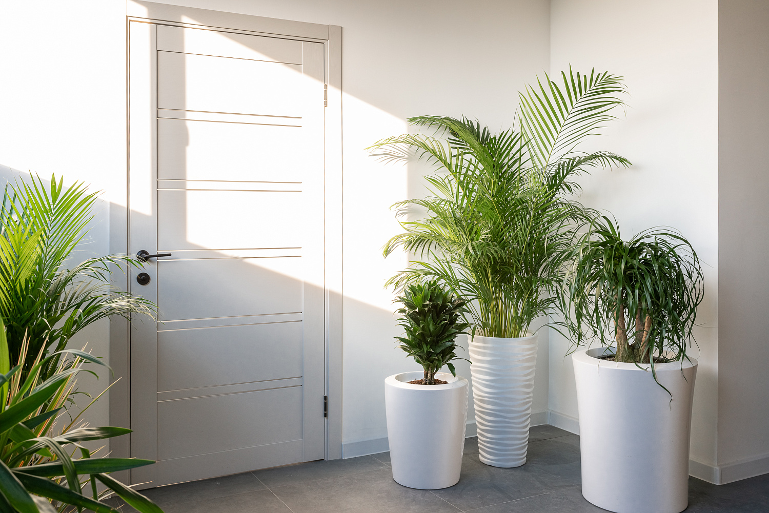 Озеленение офисов и интерьеров