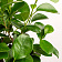 Фикус