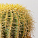 Эхинокактус